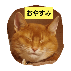 [LINEスタンプ] Cat chirodale