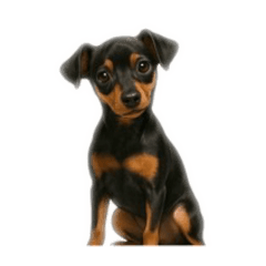 [LINEスタンプ] ミニピンのお萩