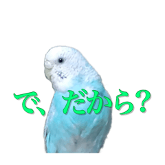 [LINEスタンプ] インコ「ルル」7