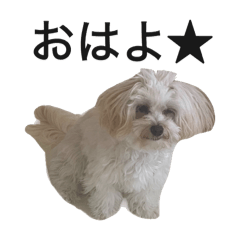 [LINEスタンプ] ちゃもが今日も可愛い