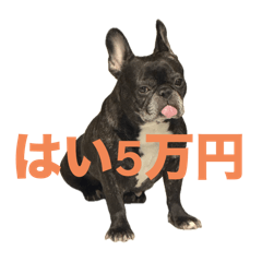 [LINEスタンプ] はい5万円