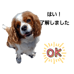 [LINEスタンプ] 仕事で使えるスタンプ 真面目な犬が伝える