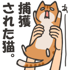 [LINEスタンプ] 捕獲された猫スタンプ