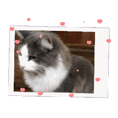 [LINEスタンプ] 仲良しのニャンズ