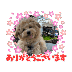 [LINEスタンプ] あんずちゃんのうごくスタンプ