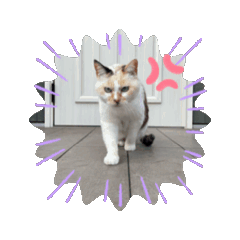 [LINEスタンプ] じじ山の犬猫①