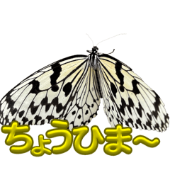[LINEスタンプ] チョウのちょう〇〇スタンプの画像（メイン）