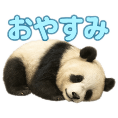 [LINEスタンプ] やさしいパンダの毎日