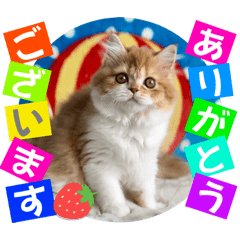 [LINEスタンプ] ねこまーち モコモコプリンセス