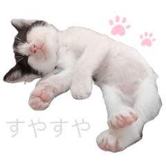 [LINEスタンプ] 2025⭐︎3にゃんズ