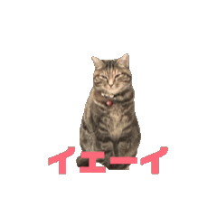 [LINEスタンプ] クルミさんのアニメスタンプ3