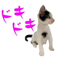 [LINEスタンプ] ネコのこちー2