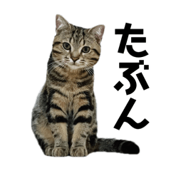 [LINEスタンプ] そらスタンプ！(3)