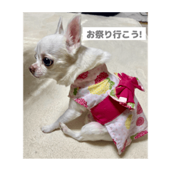 [LINEスタンプ] ちわわ♡ののたんスタンプ