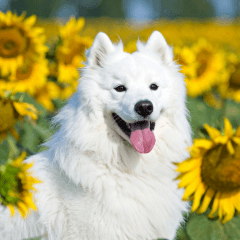 [LINEスタンプ] サモエド犬の夏休み
