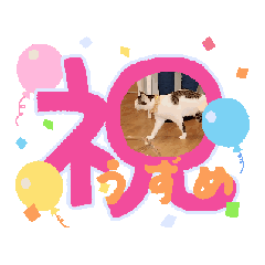 [LINEスタンプ] 川越市保護猫カフェねこかつスタンプです