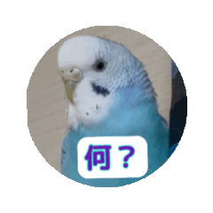[LINEスタンプ] インコ「ルル」withアニメーション