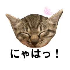 [LINEスタンプ] リアルこねこ 実写スタンプ