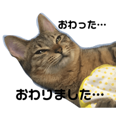 [LINEスタンプ] 愛しのみーこ仕事編