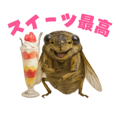 [LINEスタンプ] 蝉【セミ】のスタンプ