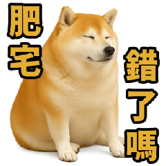 [LINEスタンプ] 柴犬シリーズ〜第6弾〜