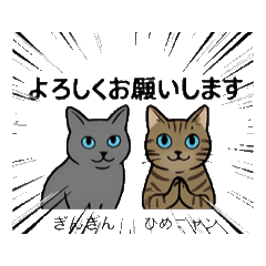 [LINEスタンプ] 猫兄妹ぎんとひめニャンの動くスタンプ