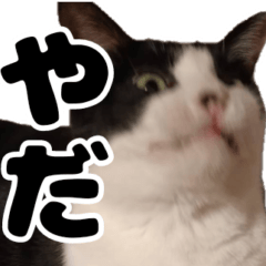 [LINEスタンプ] もちもちネコチャンバーティー
