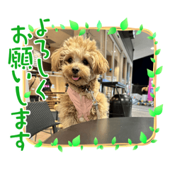 [LINEスタンプ] 杏子ちゃんいろいろへんしんしてみました！