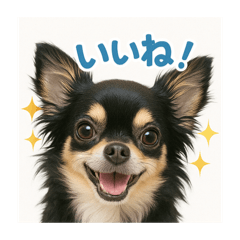 [LINEスタンプ] チワワと挨拶