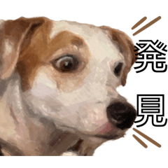 [LINEスタンプ] えどわーどtheジャックラッセルテリア #1