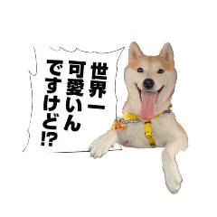 [LINEスタンプ] (元)豆柴犬ゆずの漫画風スタンプ