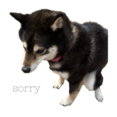 [LINEスタンプ] かわ柴日常4