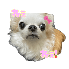 [LINEスタンプ] わんわんスタンプ‎໒꒱