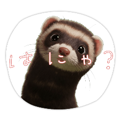 [LINEスタンプ] 【フェレット】