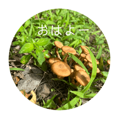 [LINEスタンプ] 野生のきのこのスタンプ