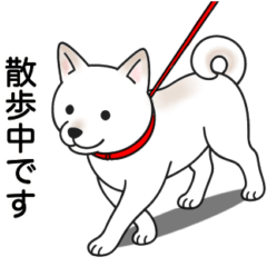 [LINEスタンプ] 柴犬(白色)