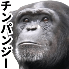 [LINEスタンプ] チンパンジーの日常スタンプ