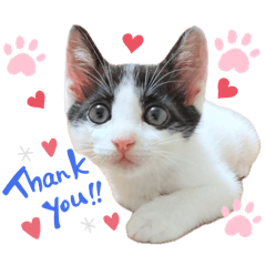 [LINEスタンプ] 2025 ねこねこねここ