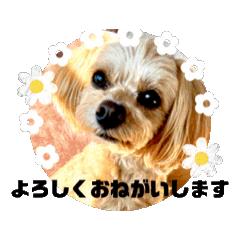[LINEスタンプ] うごく ちわぷー 5