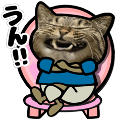 [LINEスタンプ] 動くキジトラ猫5