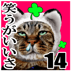 [LINEスタンプ] リアルキジトラ❤笑える猫写真14