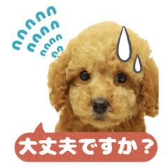 [LINEスタンプ] トイプードル茶 一年中使える 日常スタンプ