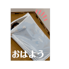 [LINEスタンプ] ひちゃ2025.5