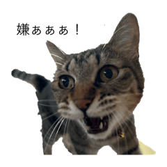 [LINEスタンプ] 石神家の毛玉たち5