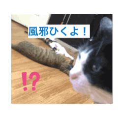 [LINEスタンプ] SHINOSAN家のりくスタンプ