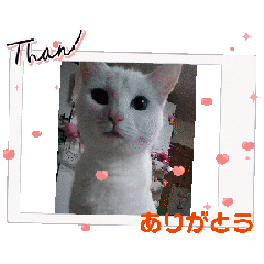 [LINEスタンプ] うごく！ちゃむ♡めるスタンプの画像（メイン）
