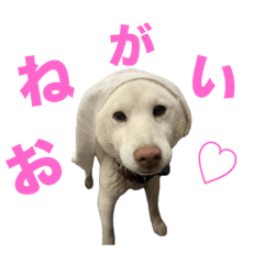 [LINEスタンプ] こっちゃんしゅたんぷ(▽.  ̫ .▽)