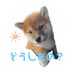 [LINEスタンプ] 柴犬こまちゃむ