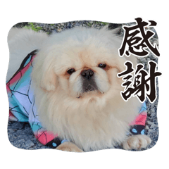 [LINEスタンプ] おみやさまペキニーズの宮津❤️