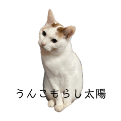 [LINEスタンプ] THAI-HEY-YOW